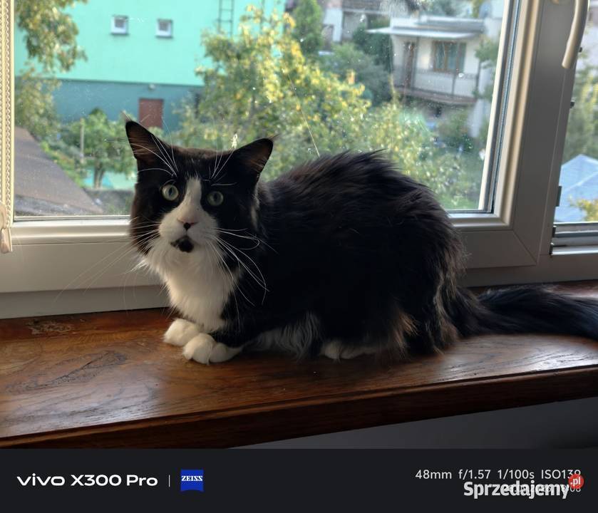 Maine COON rodowód FPL Bytom Odrzański