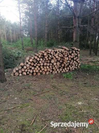 Drzewo opałowe Połaniec