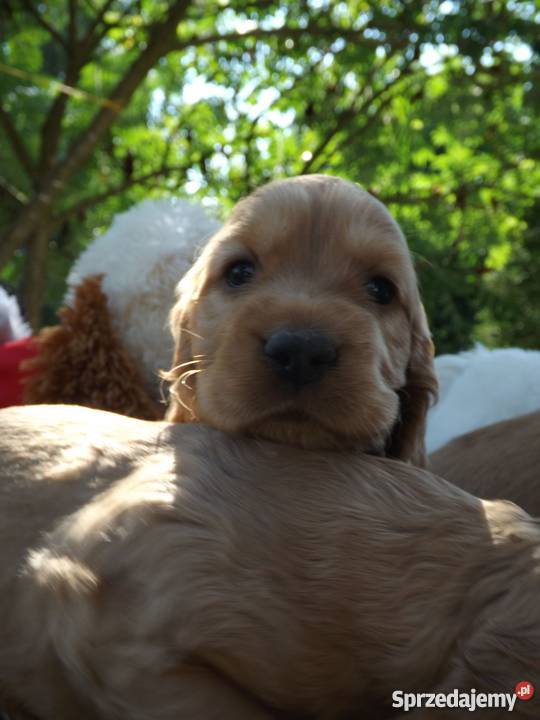 sprzedam spaniela Płońsk
