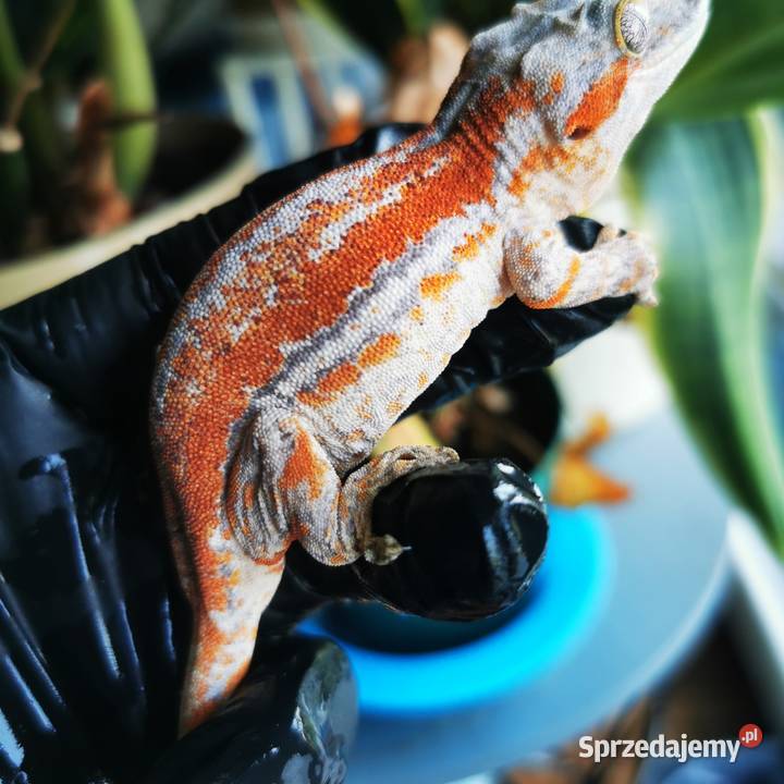 Gekon Gargulcowaty rhacodactylus avriculatus Kraków