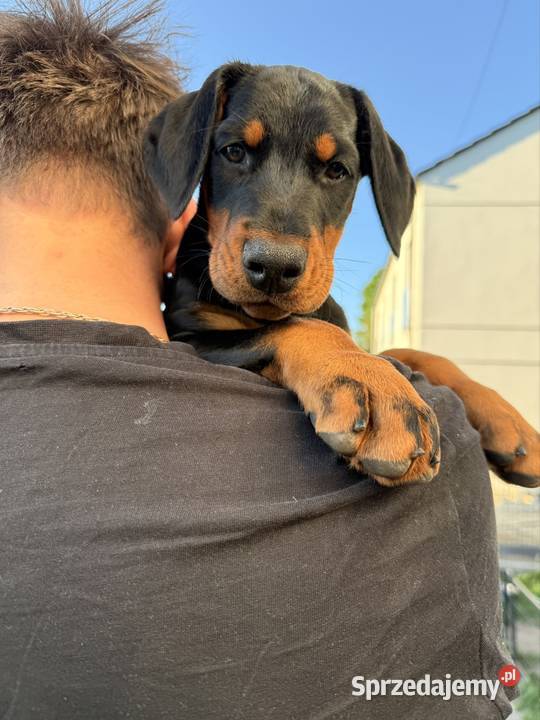 Twój przyszły Doberman zaczyna się tutaj Wrocław sprzedam
