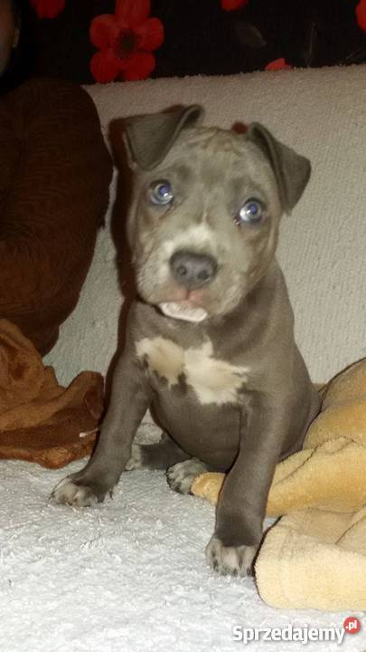 Szczeniaki Amstaff American Stafford Terrier Gostyń
