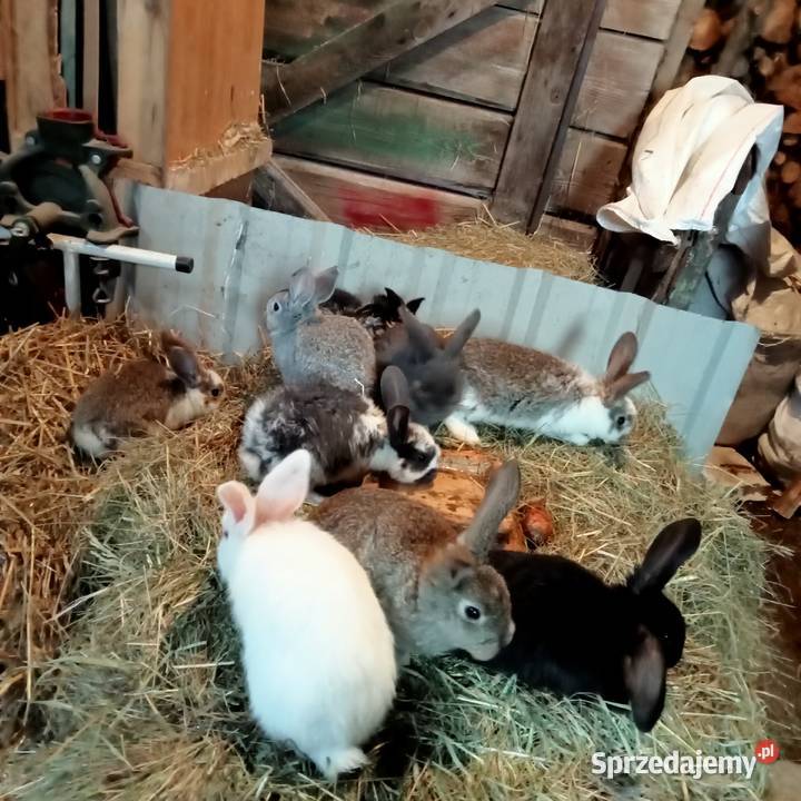 Sprzedam króliki w różnym wieku Trzepnica