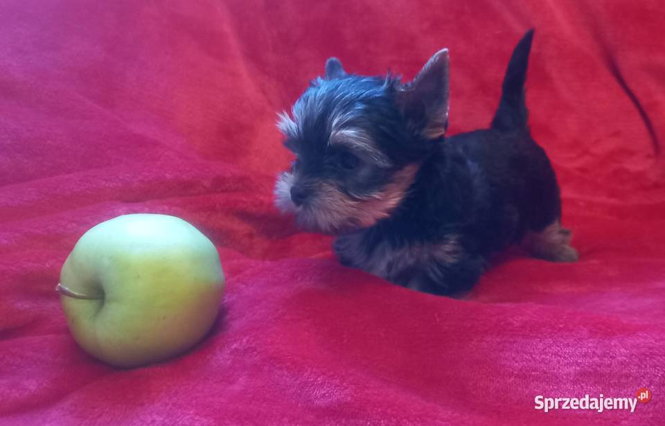Yorkshire Terrier prześliczna suczka Lublin