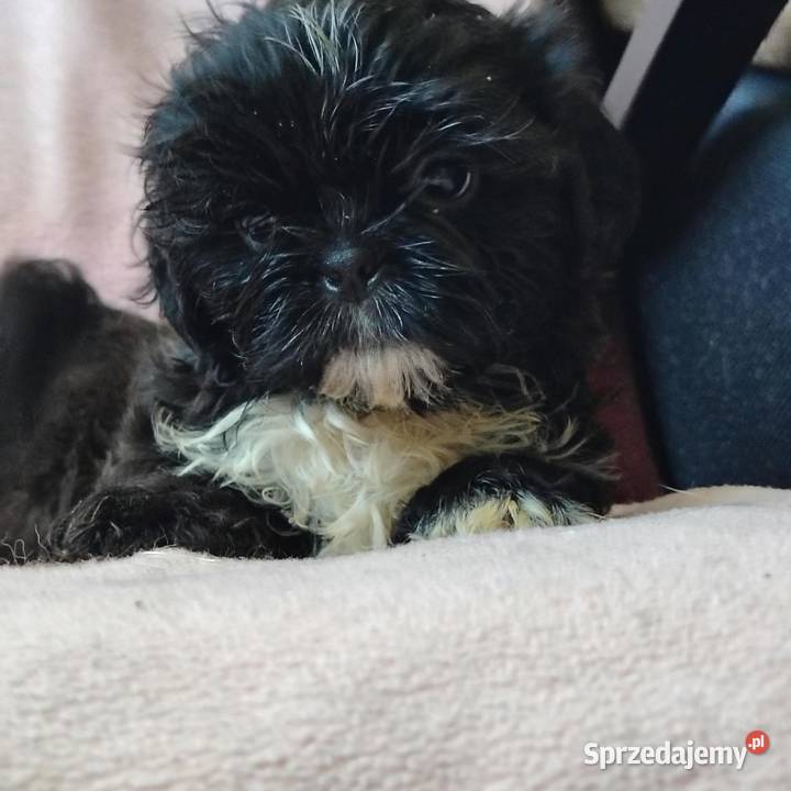 Szczenięta Shihtzu lwia ferajna Shih Tzu Bircza