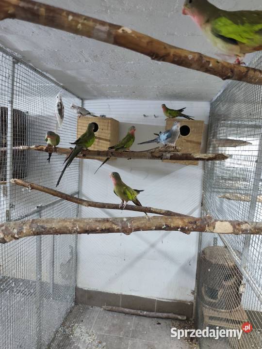 Księżniczki walii młode 2425 całe stado śląskie Pszczyna sprzedam