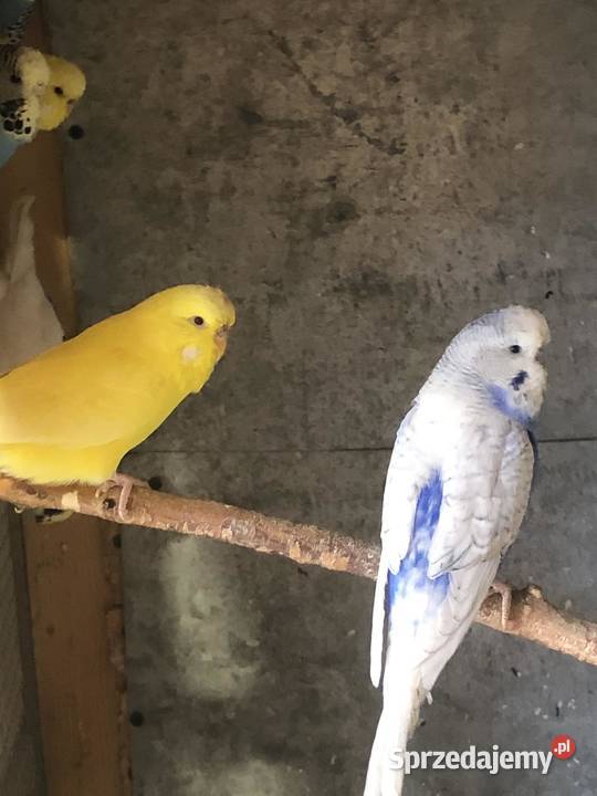 Papugi Faliste Poznań