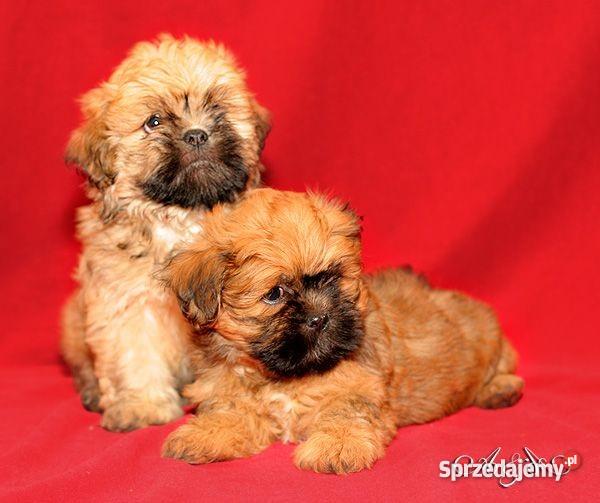 Lhasa Apso mniej znany kuzyn Shih Tzu rodowodowe Wrocław