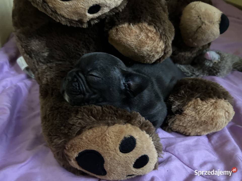 Piękne Buldogi Francuskie