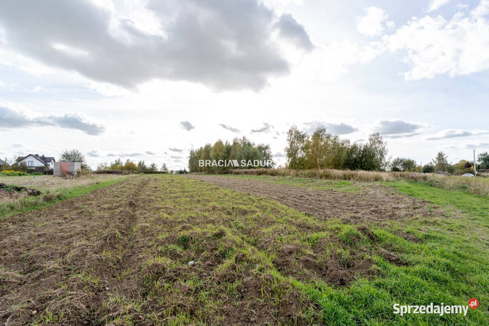 Grunt 2500m2 Cholerzyn Sprzedaż