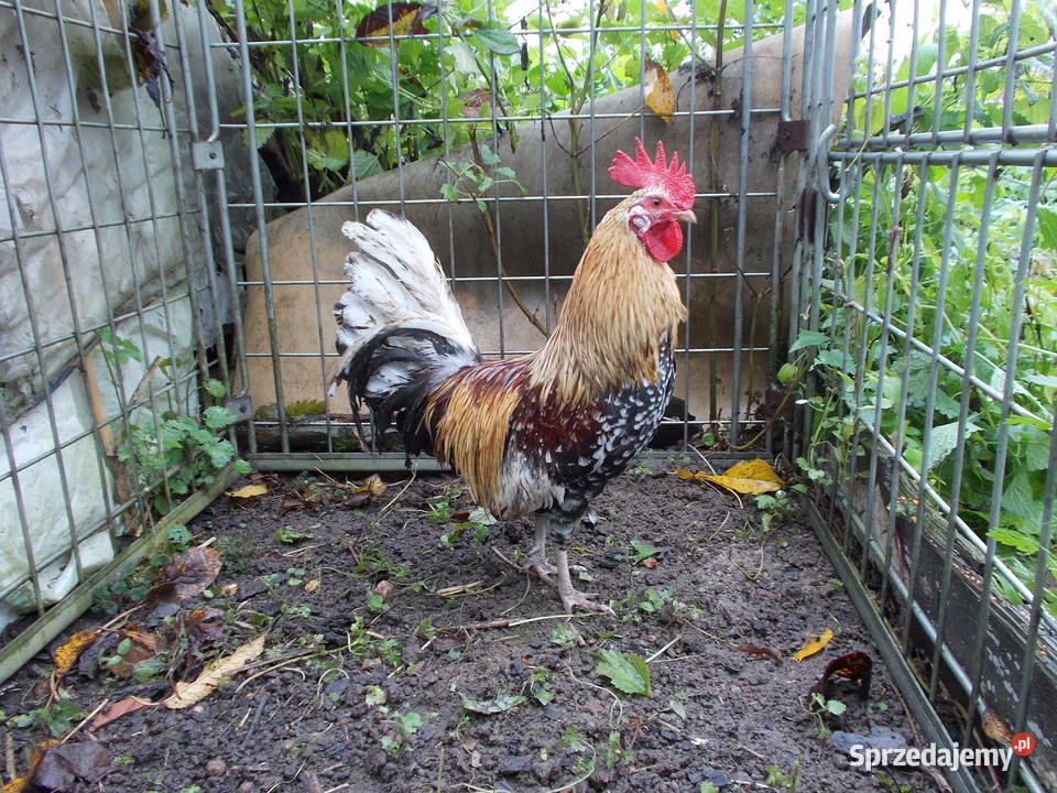 Kury liliputki ładna para nakrapiana Kutno