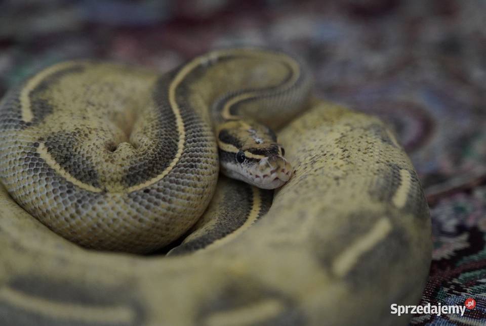 Waż pyton królewski Highway cb21 2100g regius Gdańsk