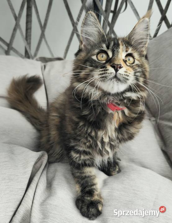 Maine coon gotowa do odbioru Szczecin