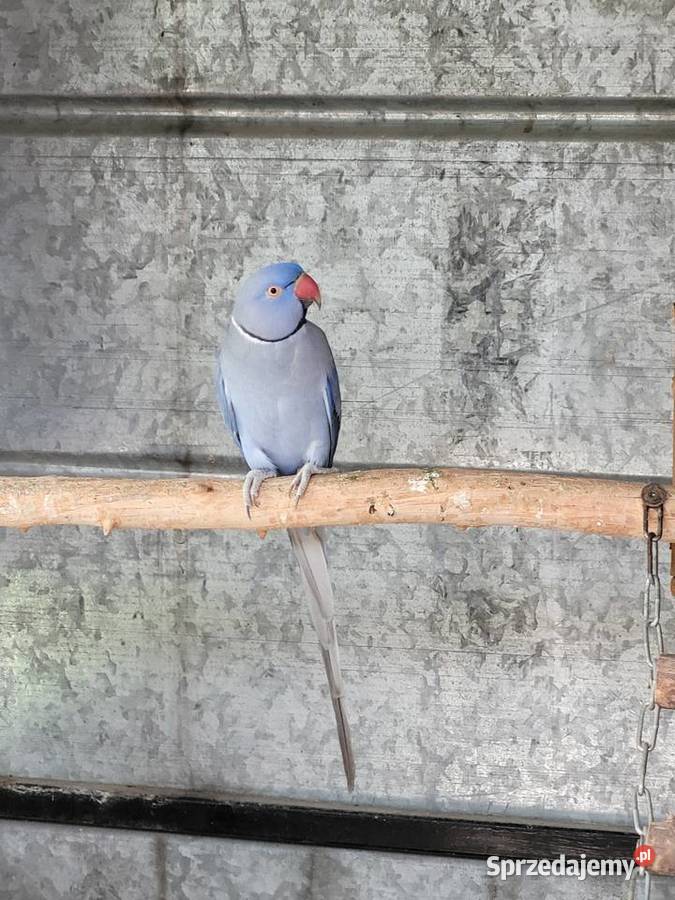 Aleksandretta obrożna fiolet para 2021r legowa Ulanica