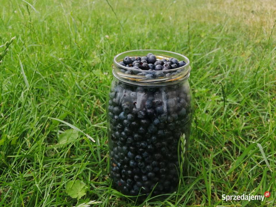 Jagody leśne 1 litr 20 Pozostałe Włocławek