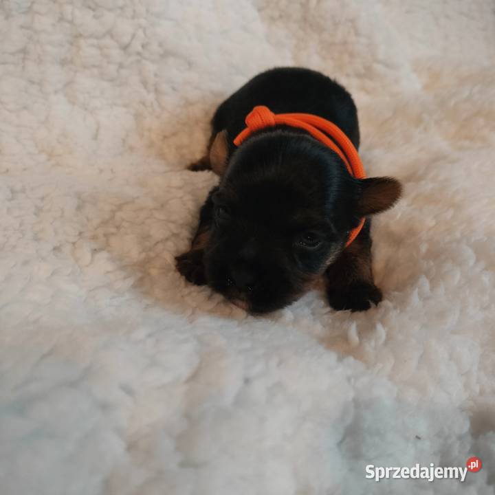 Szczenięta Yorkshire terrier do rezerwacji Dobrzejewice sprzedam