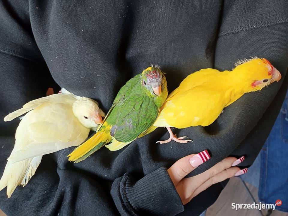 Papuga ręcznie karmiona oswojona Ptaki Warszawa