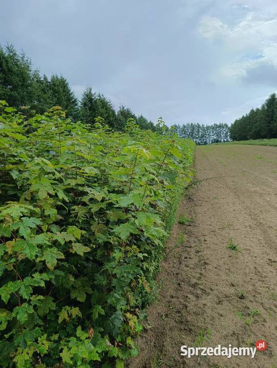 Sadzonki Klon Jawor 150 200 Sławno