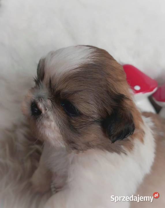 ShihTzu przepiękny chłopak