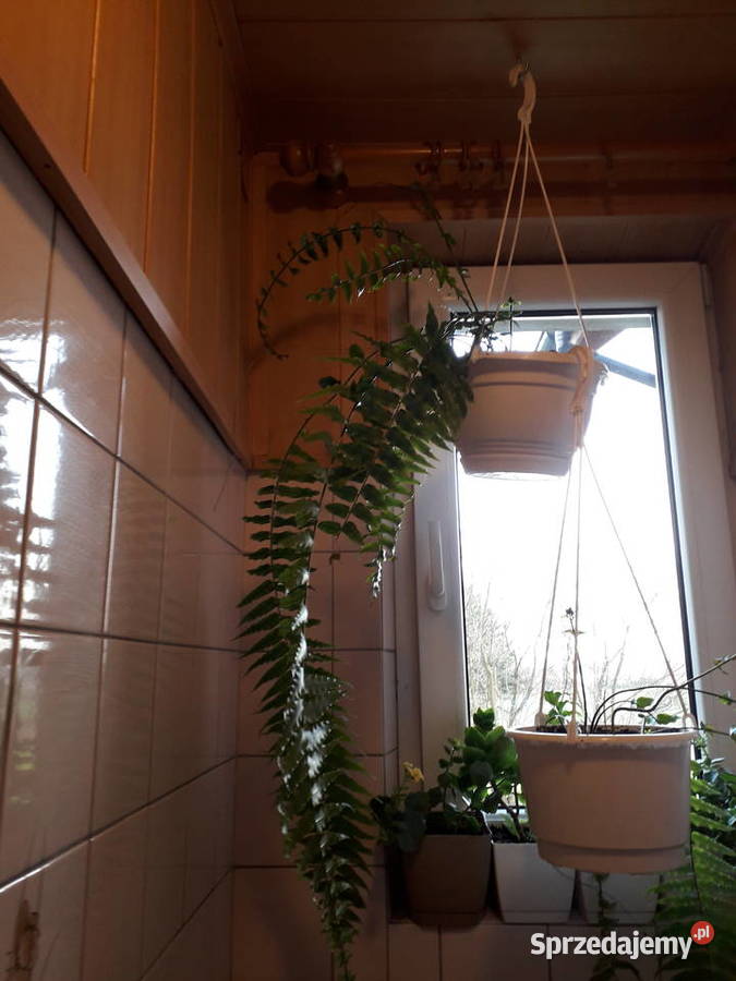 Kwiat doniczkowy paproć różne Skoczów