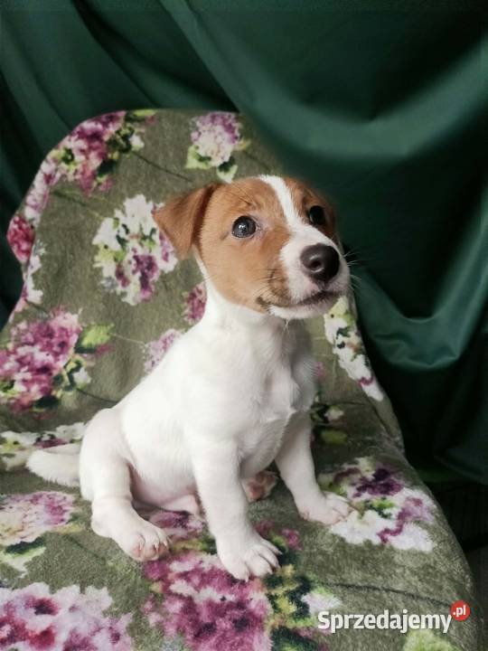 Wzorcowy Jack Russell terrier doskonała budowa Krapkowice