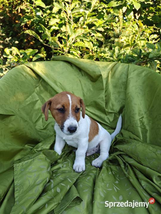 Wzorcowy Jack Russell terrier Doskonała budowa opolskie Krapkowice