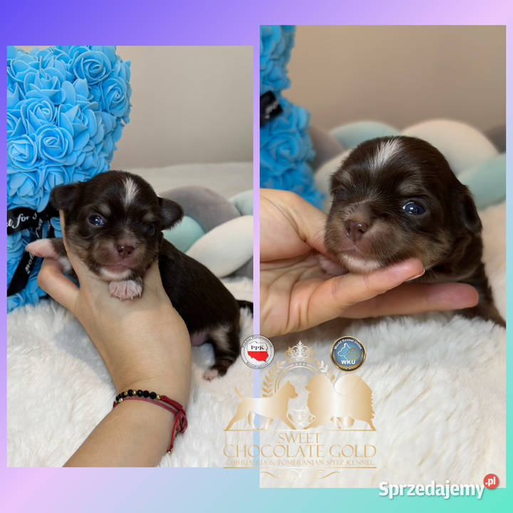 Chihuahua piesek długowłosy tri color Bełchatów