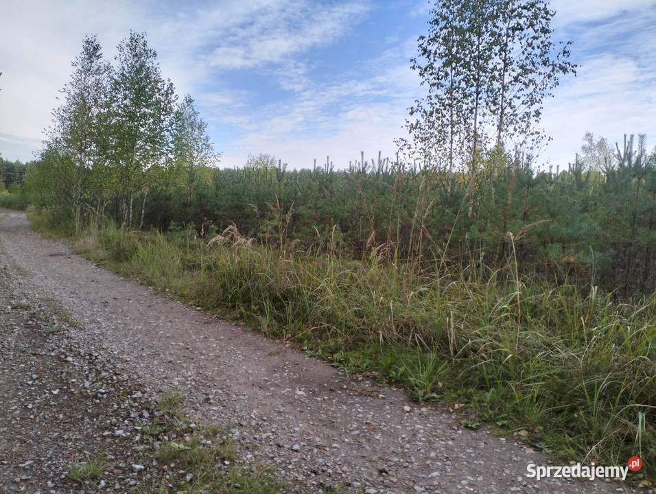 Działka Leśna 455 ha z Sosnowym Lasem Idealne Leśnictwo