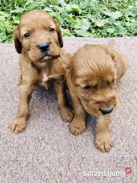 Seter irlandzki Lublin sprzedam