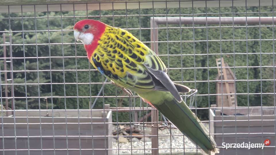 Sprzedam papugi Ostrów Wielkopolski