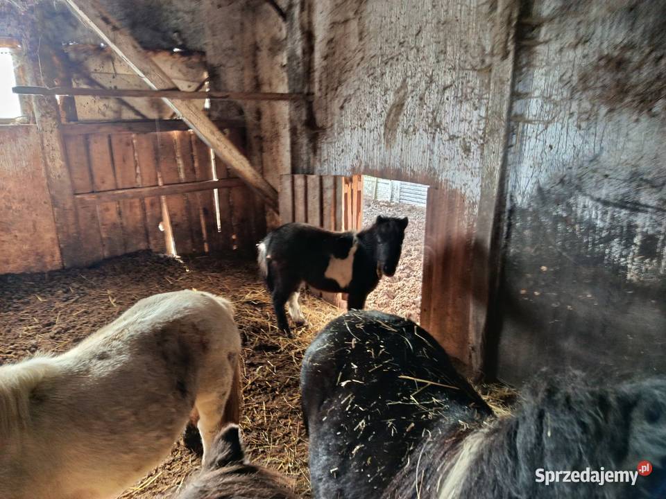 Konie kucyki Zwierzęta Piotrków Trybunalski