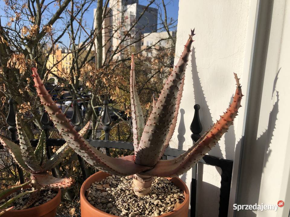 Duży Aloes Ferox piękny okaz kolekcjonerski Balkonowe mazowieckie