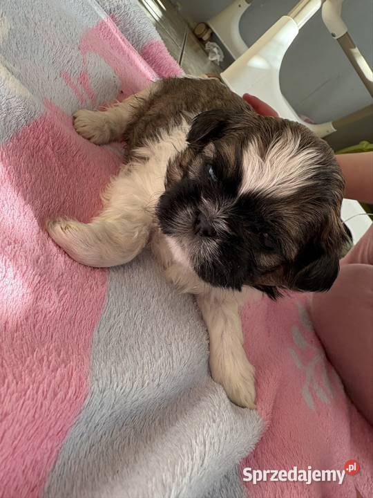 Suczka shih tzu Lekowo sprzedam