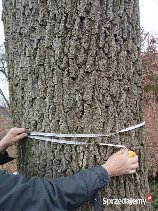 Dąb do samodzielnego ścięcia mazowieckie