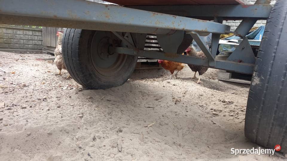 Wóz do traktora fura Cisów sprzedam