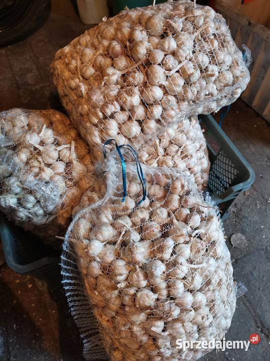 Czosnek Jarus Do sadzenia świętokrzyskie Dwikozy sprzedam