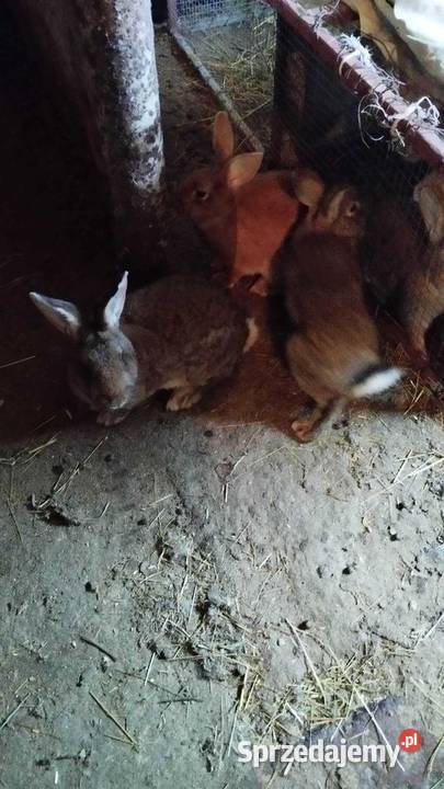 Króliki na sprzedaż samce i samice Gryzonie Szalowa