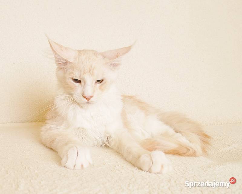 Przepiękny kocurek Maine Coon GOTOWY DO ODBIORU Białystok