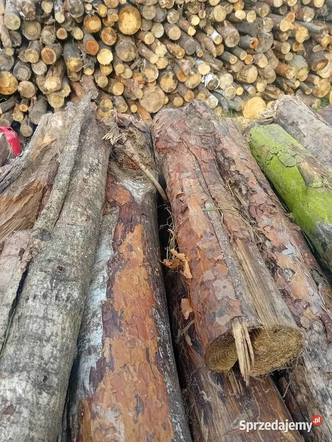 Drewno opałowe sosna suche Mochowo
