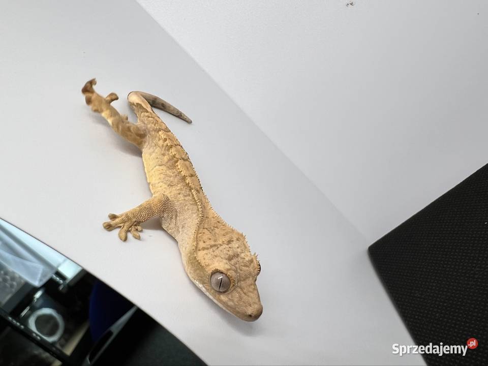 Gekon orzęsiony z wyprawką śląskie Jankowice sprzedam