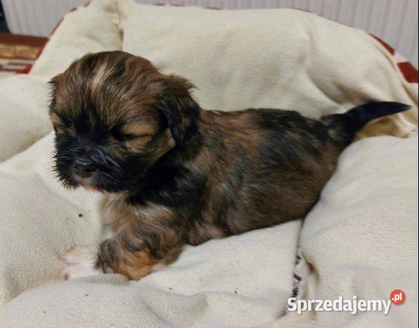 Lhasa apso szczenięta ZKwP Gryźliny