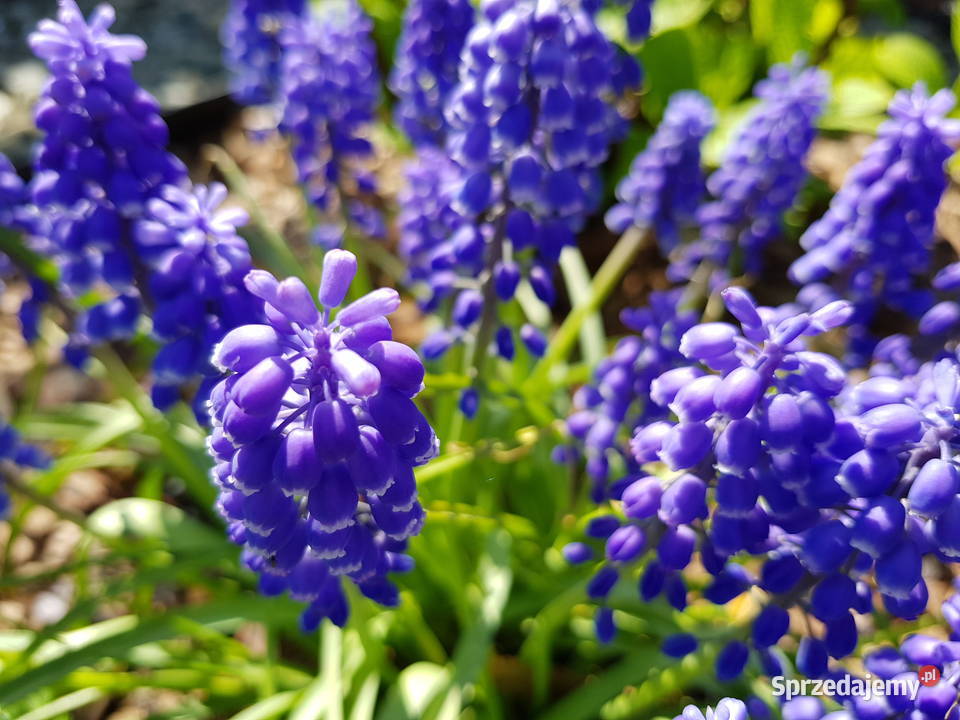 Szafirek niebieski cebulki cebule z Polski Lublin