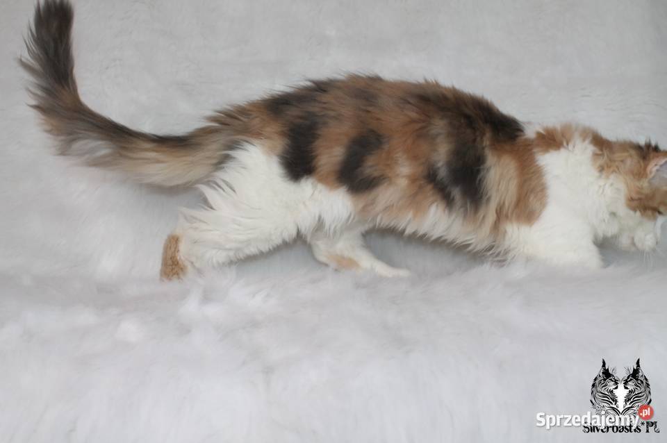 Kocięta Maine Coon kociego behawiorysty Nowa Ruda