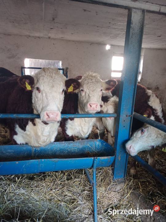 Sprzedam jałówki cielne hereford Bydło