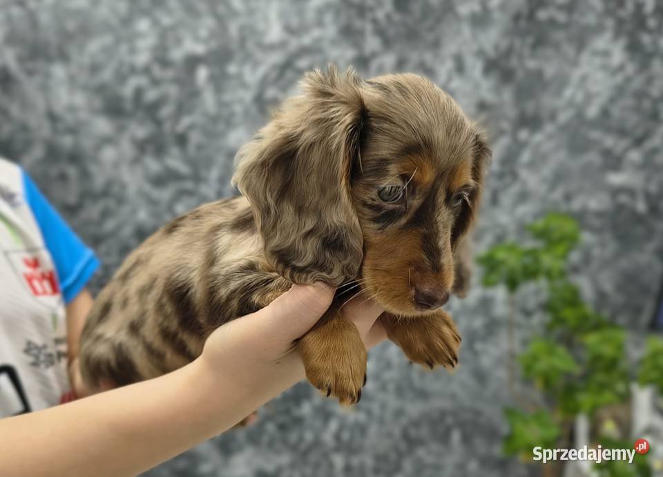Jamnik długowłosy Dackel dachshund choco merle Żychlin sprzedam
