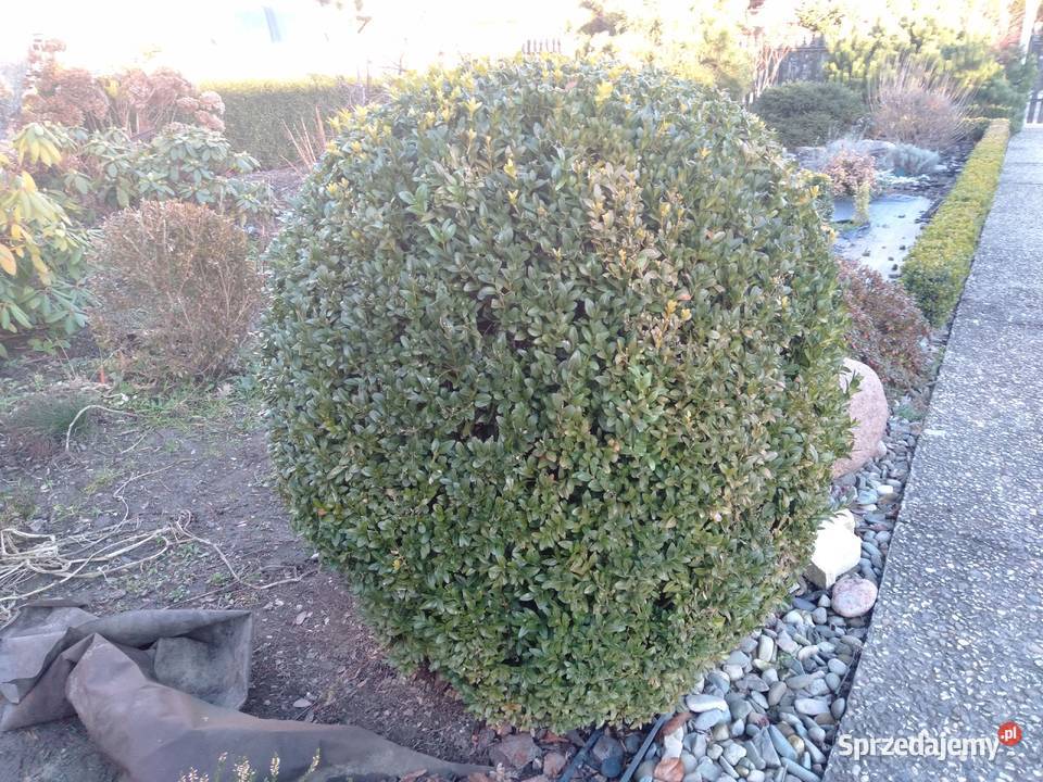 Bukszpan sadzonki Stalowa Wola