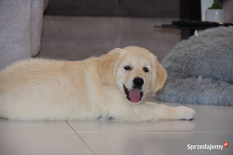 Szczenięta Golden Retriever ZKWP FCI Zwierzęta