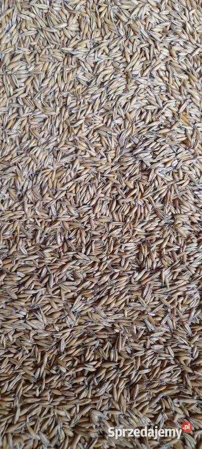 Owies zwyczajny Bingo Durdy