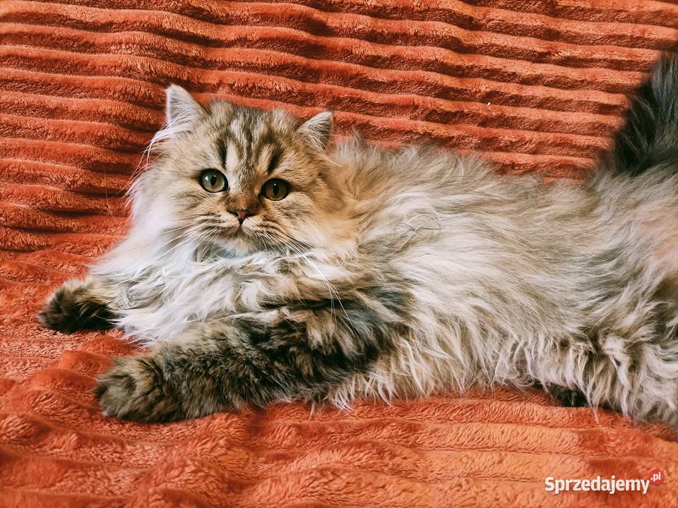 Kot brytyjski kotka brytyjska długowłosa point Kraków
