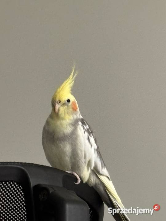 Nimfa oswojona Ptaki Łuków